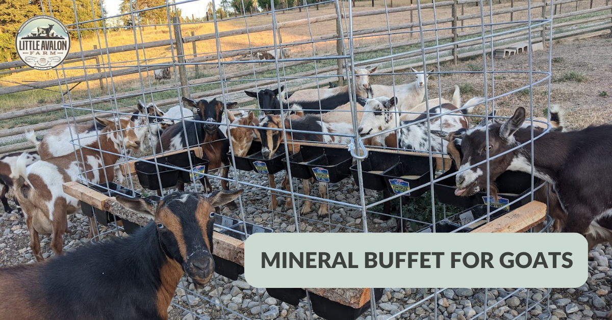 Mineral Buffet for Goats: The Complete Starter Kit 20 Minerals + Salt
