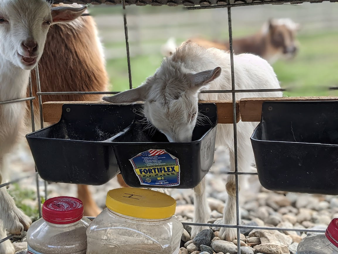 Mineral Buffet for Goats: The Complete Starter Kit 20 Minerals + Salt